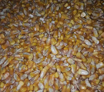 kukuruz u zrnu sorta BC 572 prirodno susen - cover