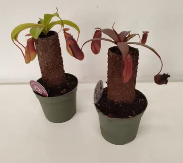 NEPENTHES / mesožderka - cover