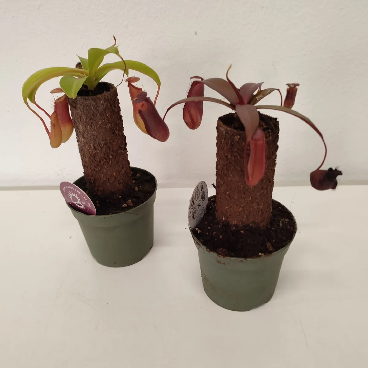 NEPENTHES / mesožderka - cover