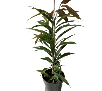 FICUS “Binn Amstel King” - cover