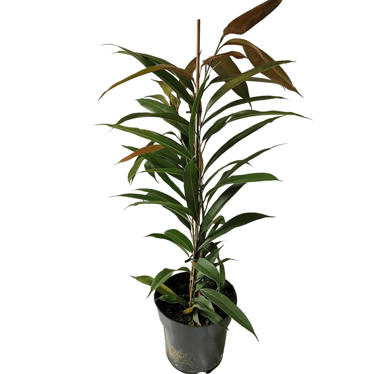 FICUS “Binn Amstel King” - cover