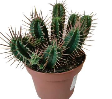 EUPHORBIA “Ferox” - cover