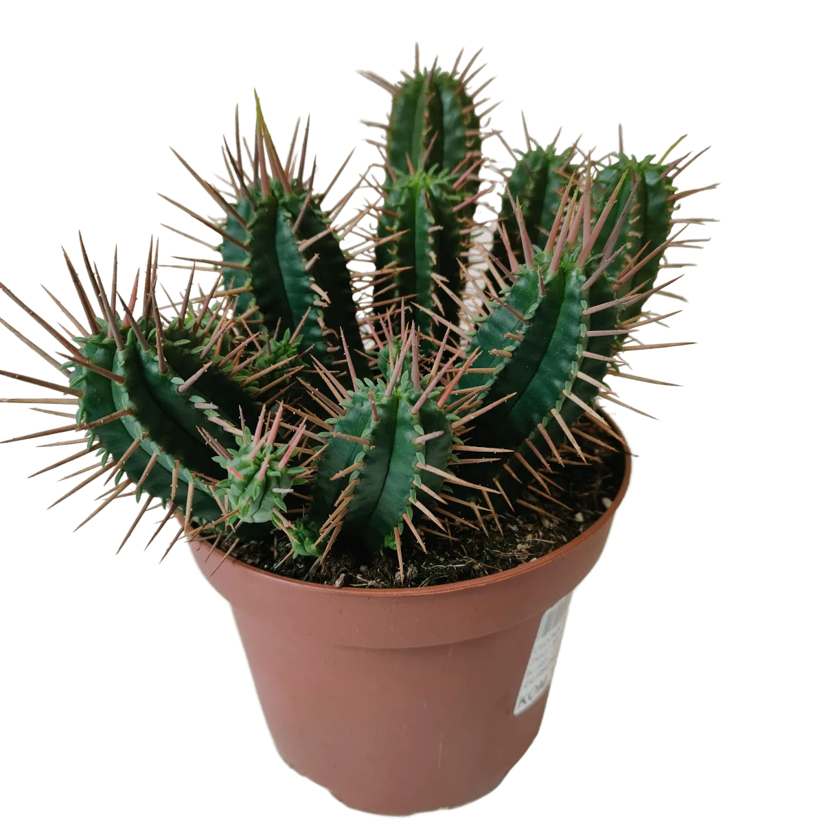 EUPHORBIA “Ferox” - cover