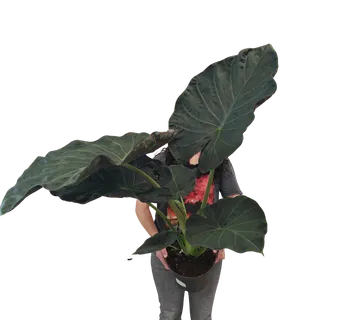 ALOCASIA “Regal shield” - cover