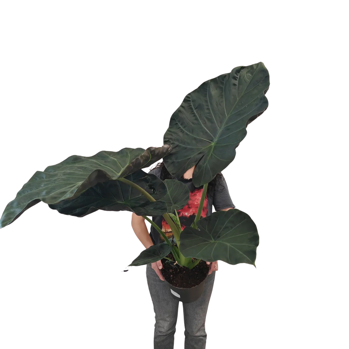 ALOCASIA “Regal shield” - cover