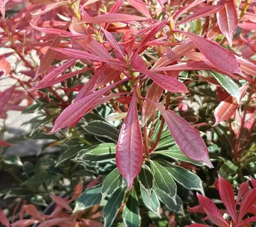 PIERIS JAP. “Carnaval” - cover