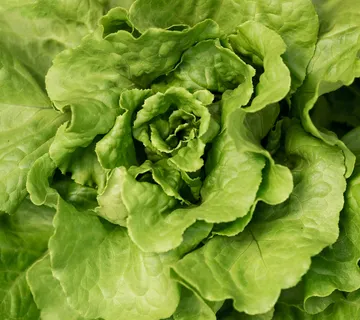 Salata puter - cover