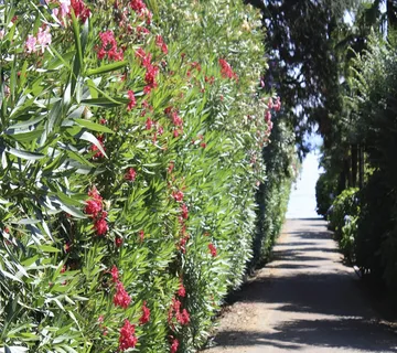 NERIUM OLEANDER - cover