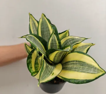 SANSEVIERIA “Hahnii Jade” multicolor - cover