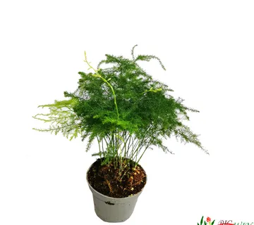 ASPARAGUS “Plumosus” - cover