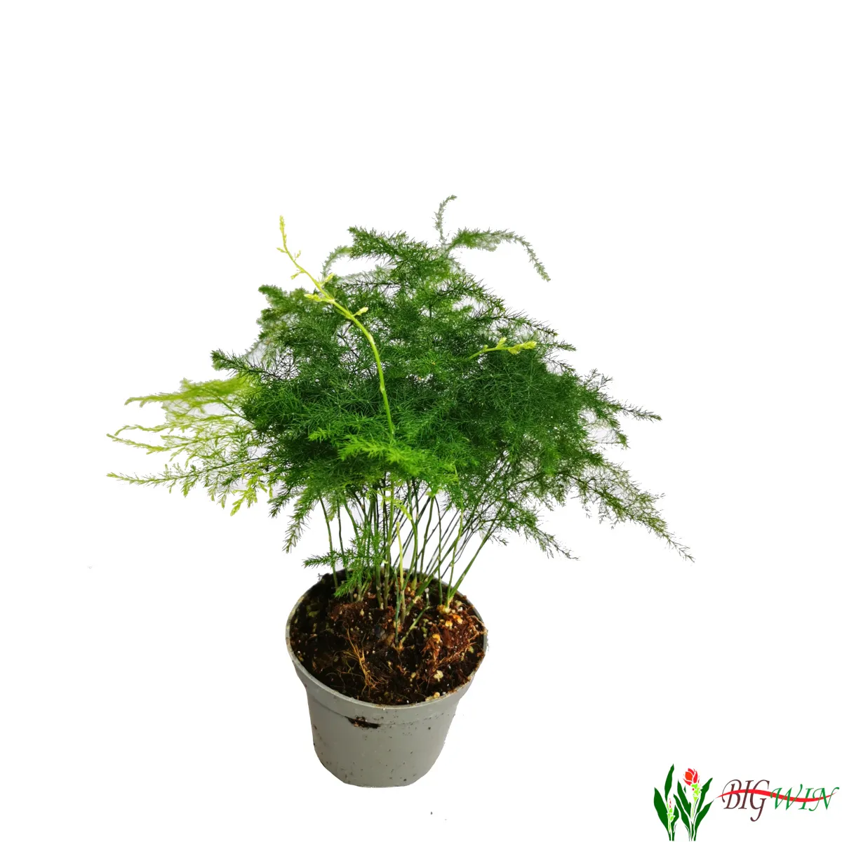 ASPARAGUS “Plumosus” - cover