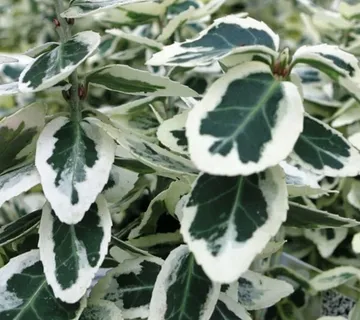 EUONYMUS FOR.” Dart’s Delight” - cover