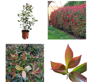 PHOTINIA FR. “Red Robin” - cover