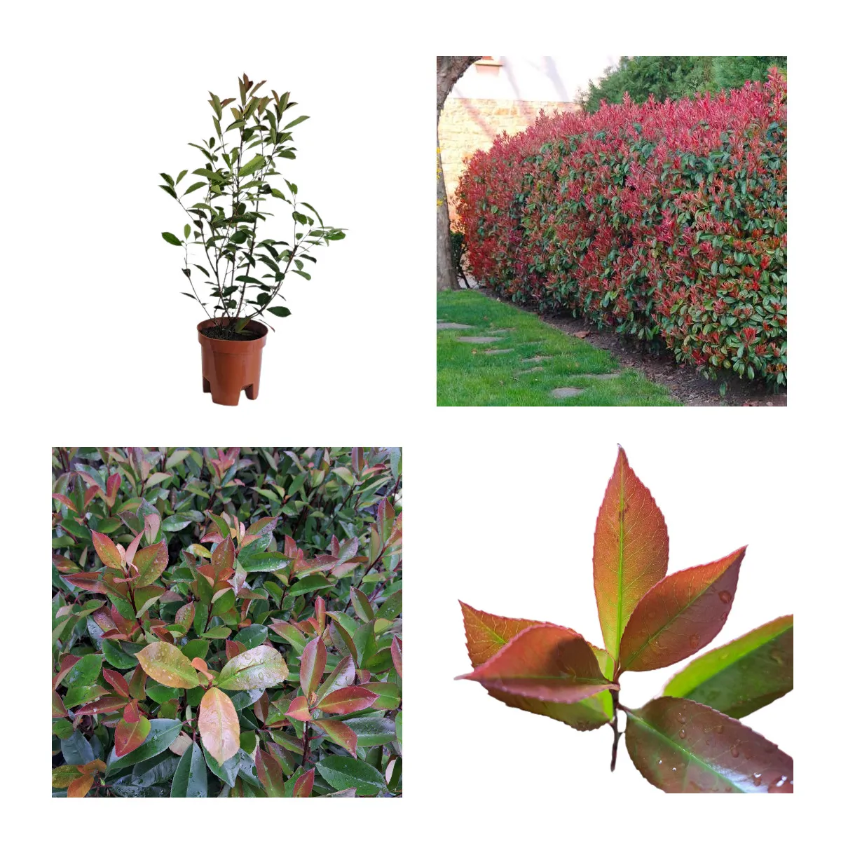 PHOTINIA FR. “Red Robin” - cover