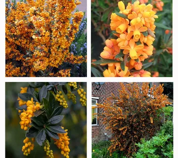 BERBERIS LIN. “Orange King” - cover