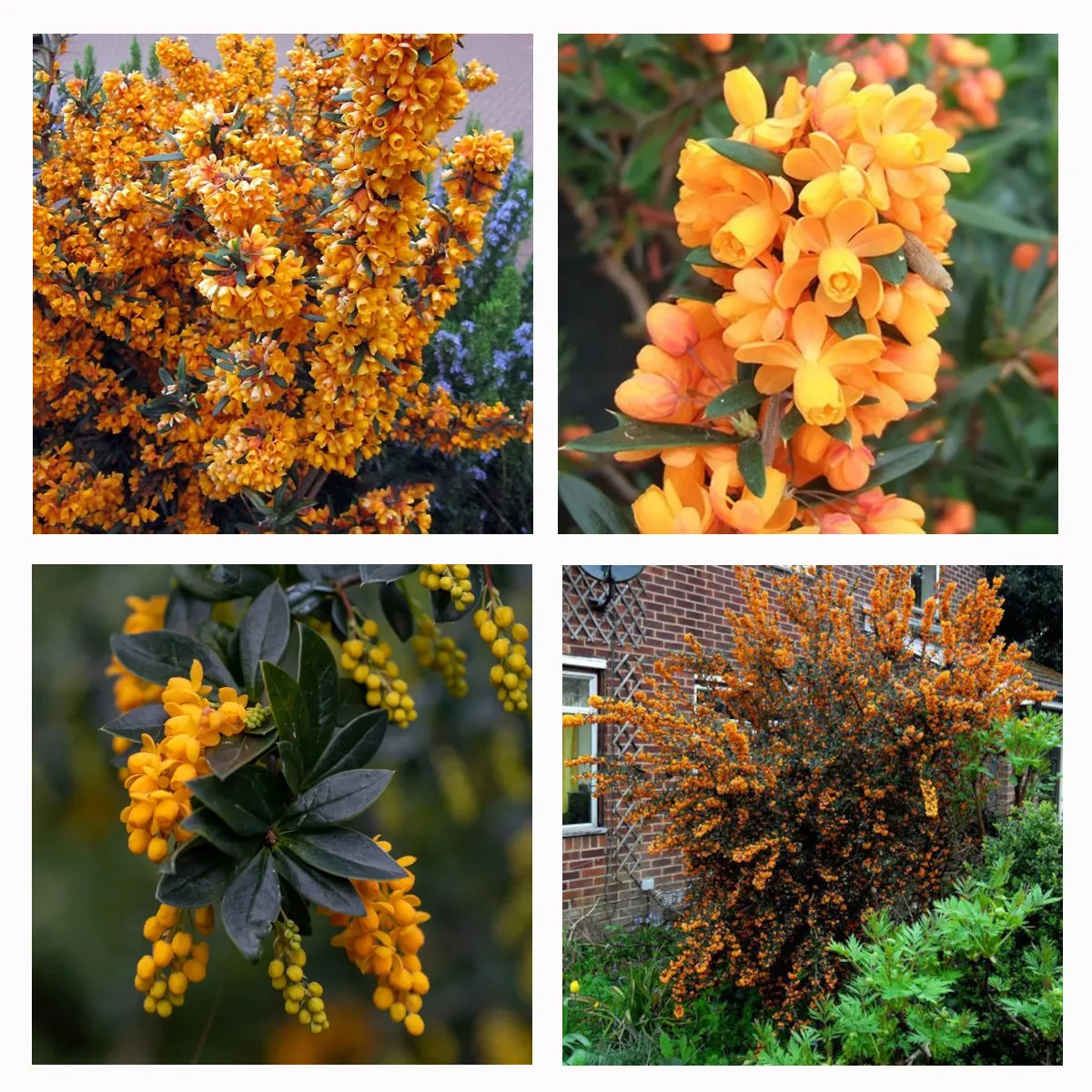 BERBERIS LIN. “Orange King” - cover