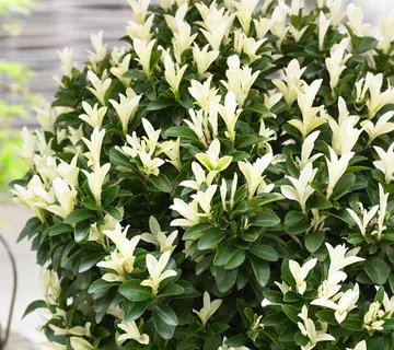 EUONYMUS JAP. “Paloma Blanca” - cover