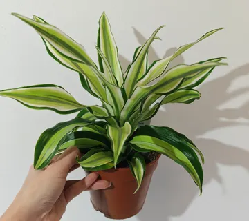 DRACAENA FRAG “Malaika” - cover