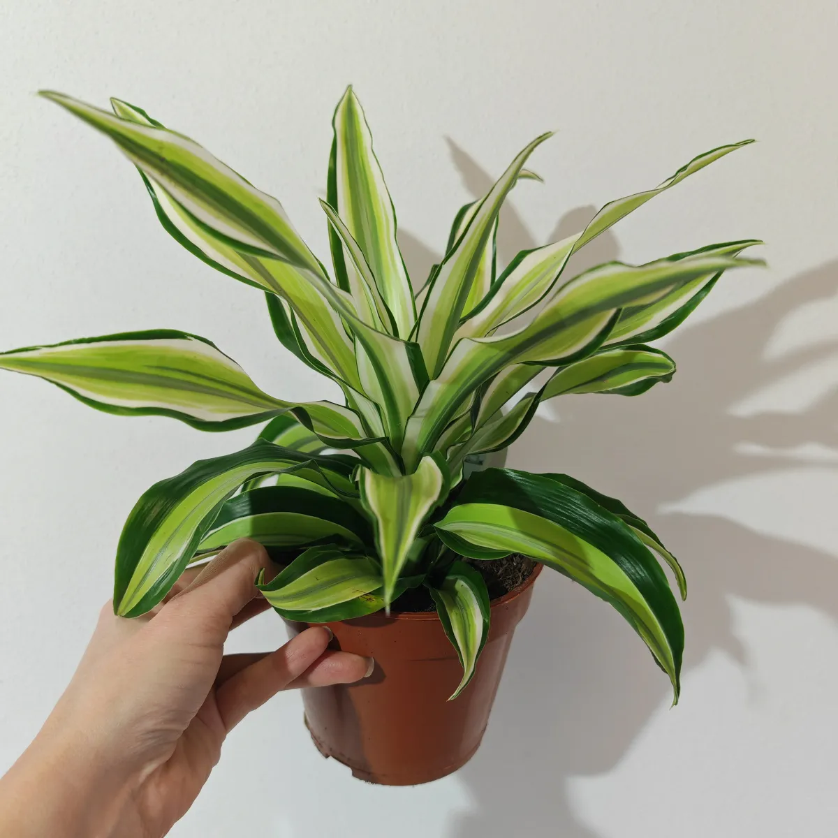 DRACAENA FRAG “Malaika” - cover