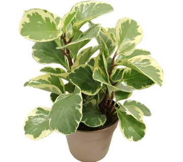 PEPEROMIA OBT. Variegata - cover