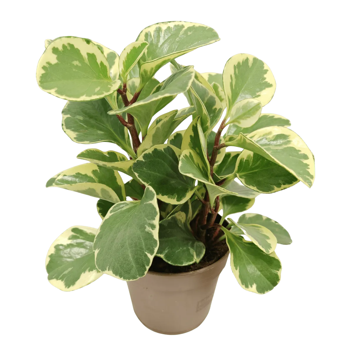 PEPEROMIA OBT. Variegata - cover