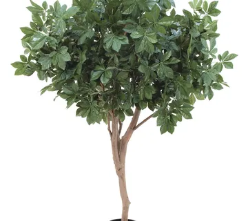 EUROPALMS Giant Chestnut tree, 280cm - cover