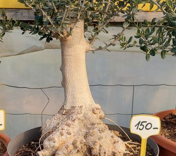 Maslina bonsai forme - cover