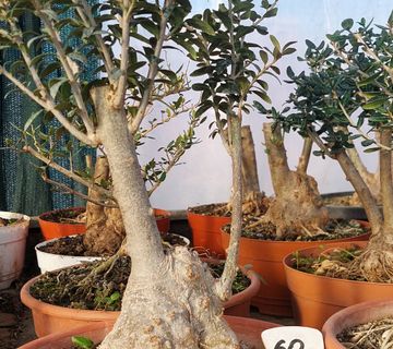 Maslina bonsai forme - cover