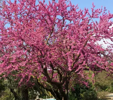 CERCIS SILIQUASTRUM /judino drvo - cover