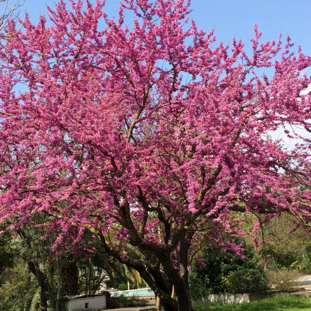 CERCIS SILIQUASTRUM /judino drvo - cover