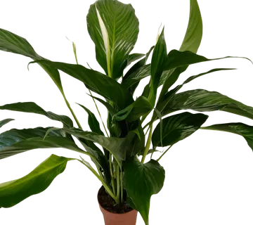 SPATHIPHYLLUM “SWEET RICARDO” - cover