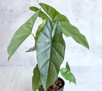 Alocasia Het ‘Corazon’ - cover