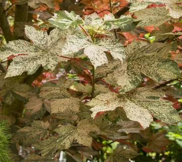 ACER PSEU. “Esk Sunset” - cover