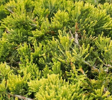 JUNIPERUS HOR. “Golden Carpet” - cover