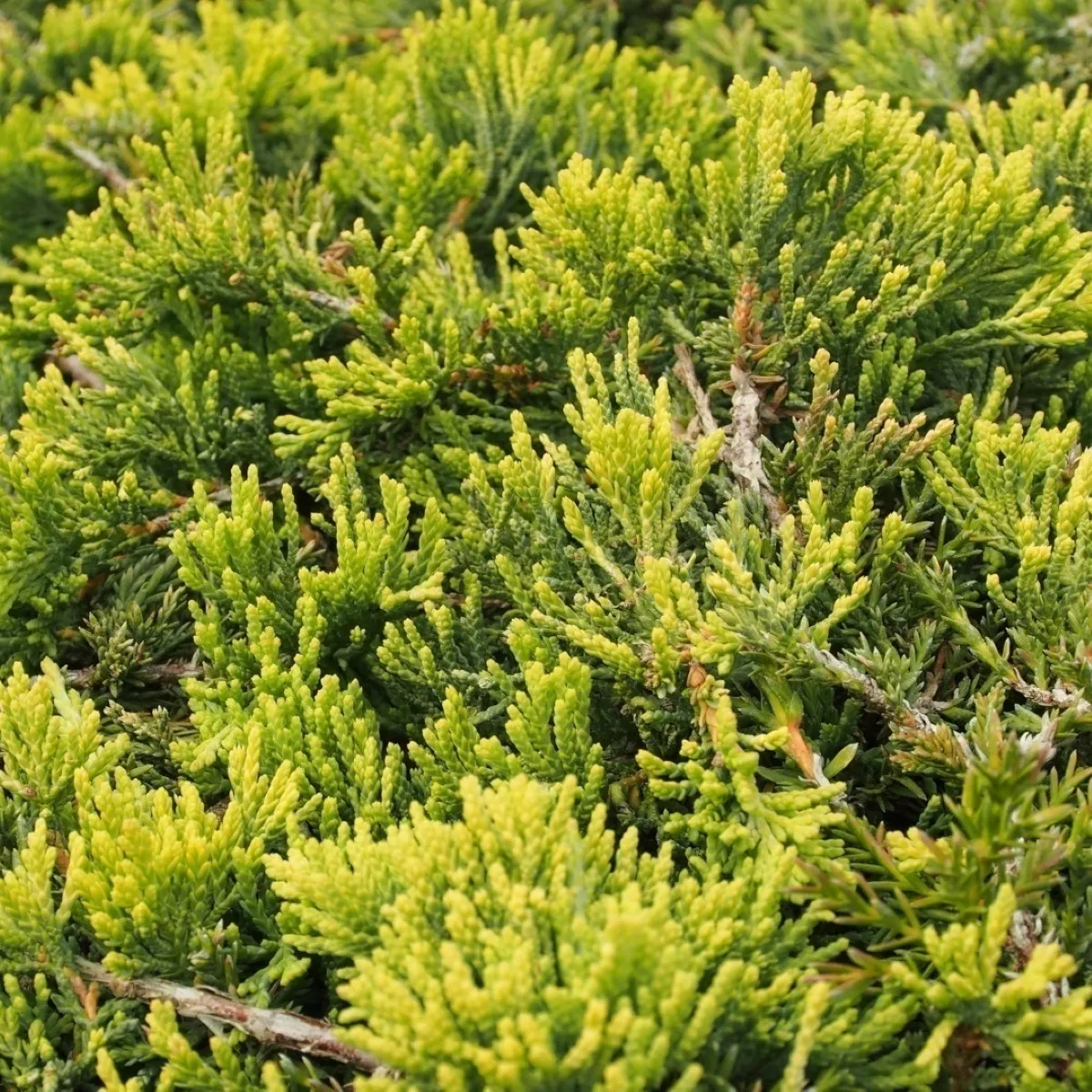 JUNIPERUS HOR. “Golden Carpet” - cover