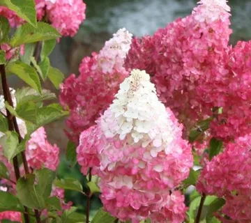 HYDRANGEA P. “Petite Flori” mini hortenzija - cover