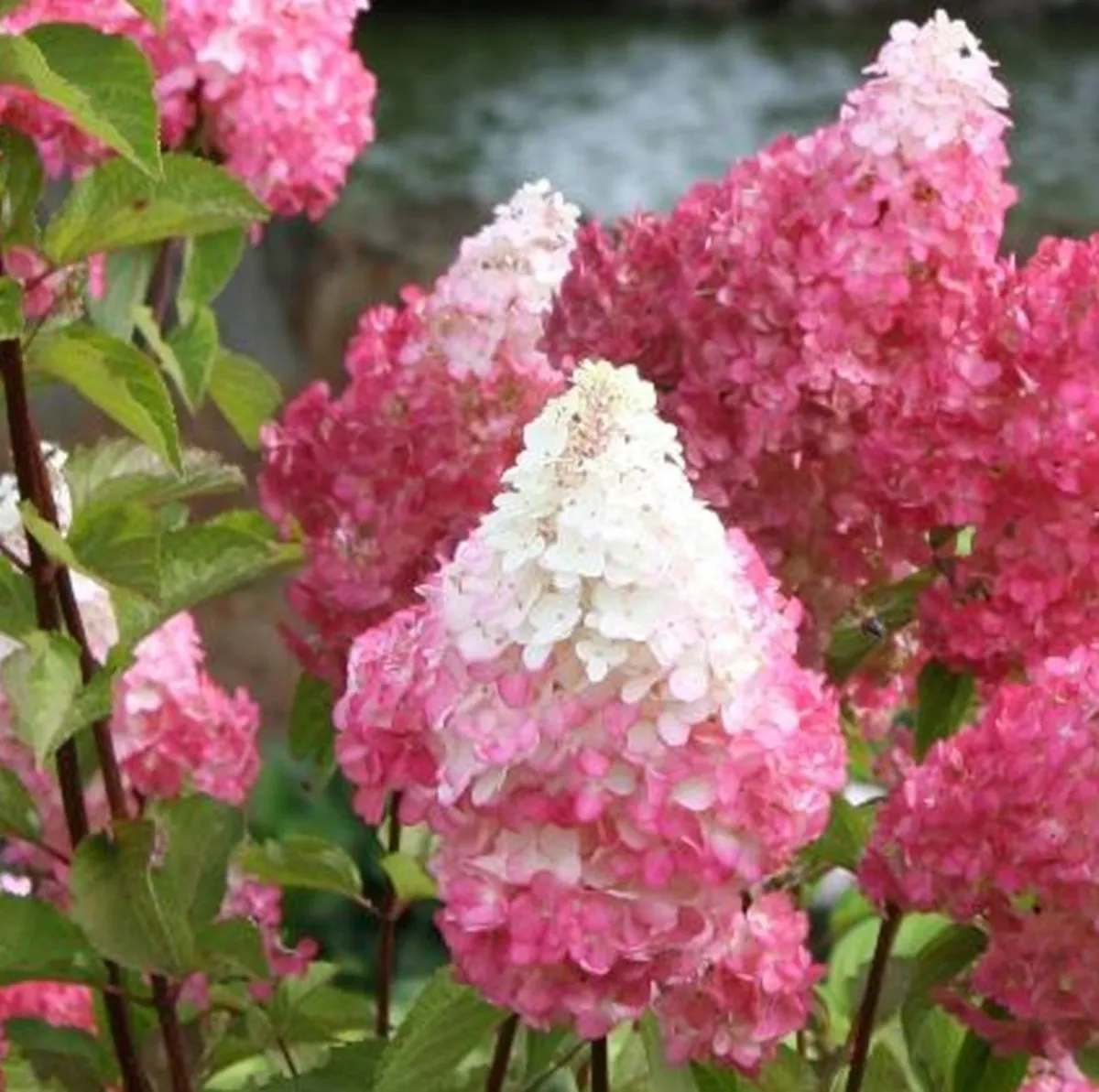 HYDRANGEA P. “Petite Flori” mini hortenzija - cover