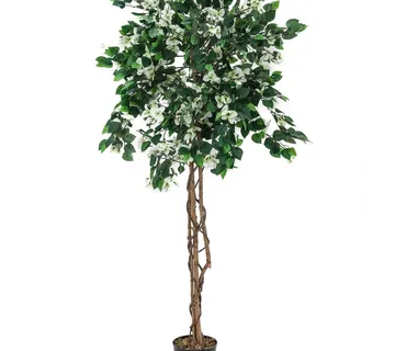 EUROPALMS Bougainvillea, white, 150cm - cover