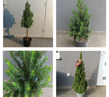 PICEA GLAUCA”Conica” - cover