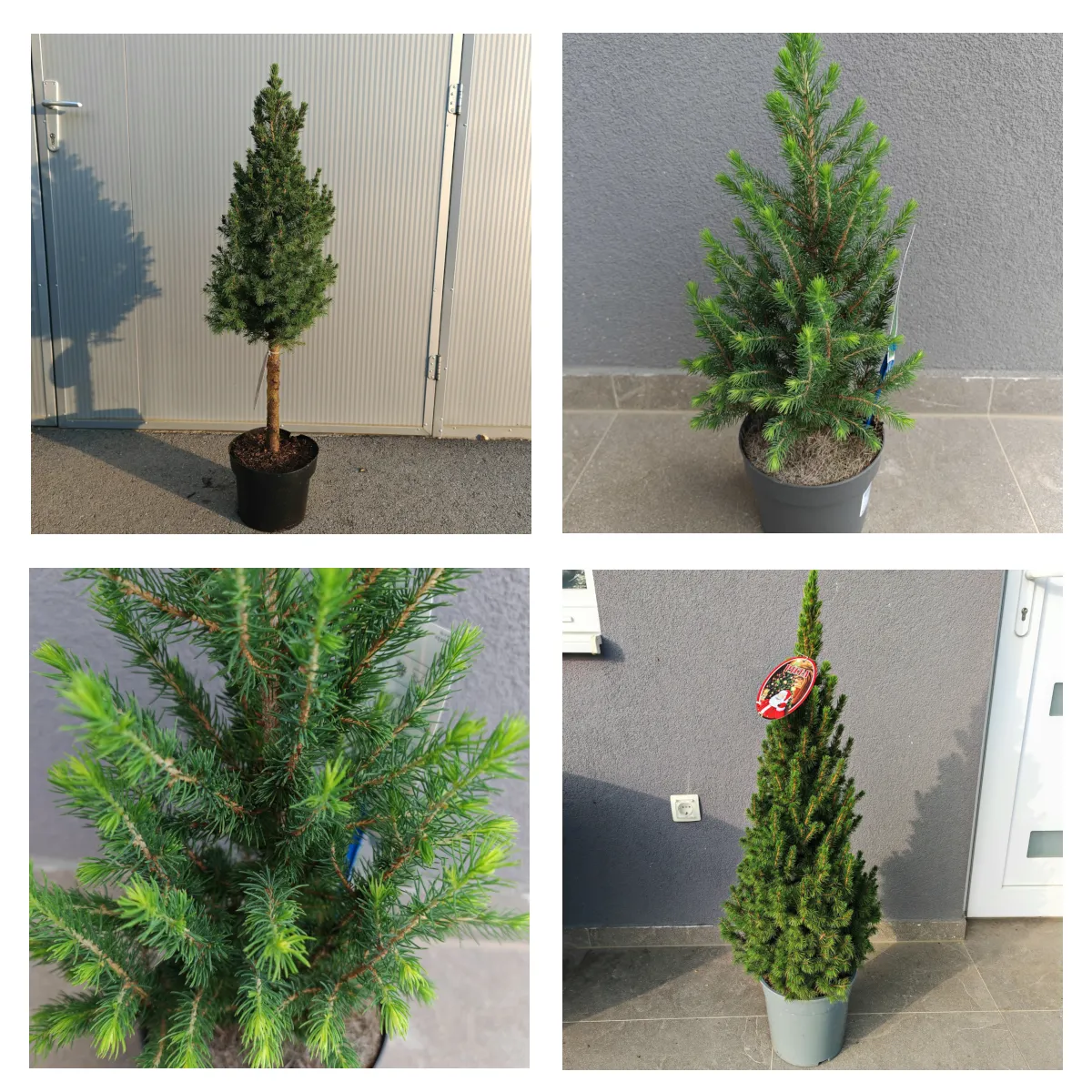 PICEA GLAUCA”Conica” - cover