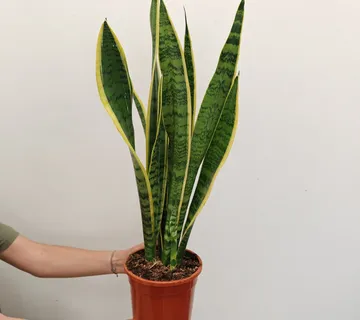 SANSEVIERIA TRIF. “Laurentii” - cover