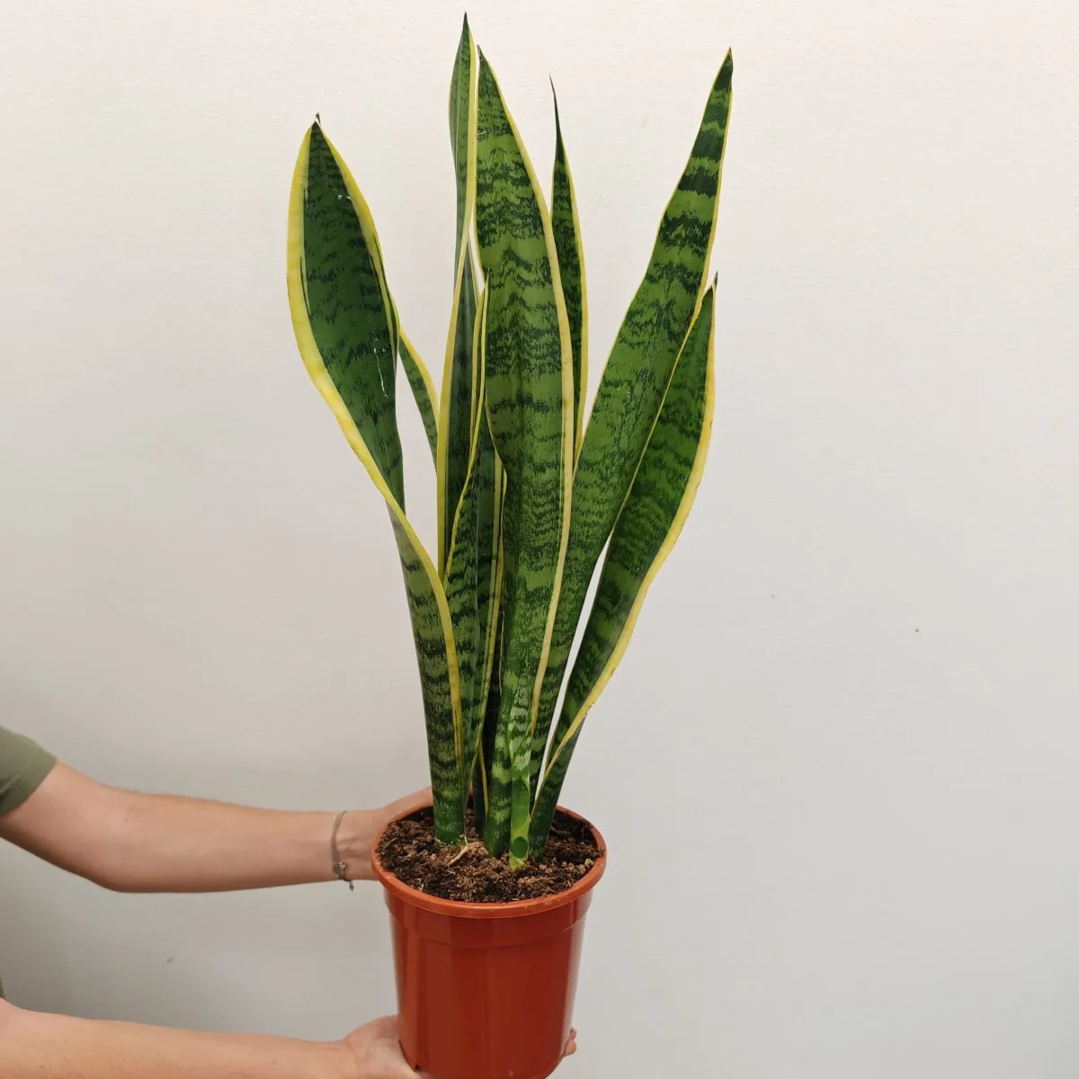 SANSEVIERIA TRIF. “Laurentii” - cover