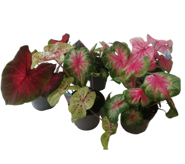 CALADIUM - sobno cvijeće - cover