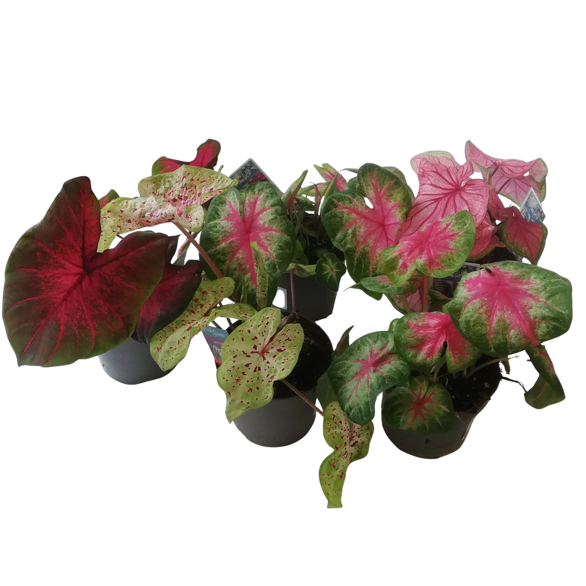 CALADIUM - sobno cvijeće - cover