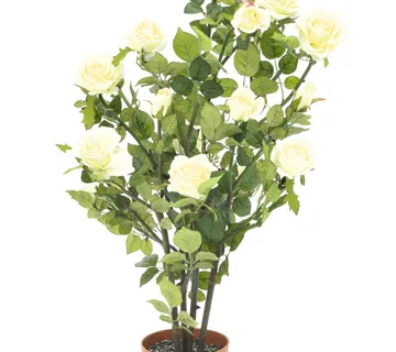 EUROPALMS Rose shrub, cream, 86cm - cover