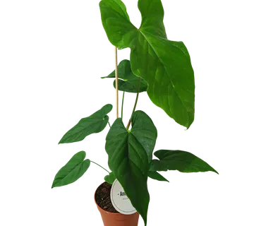 ANTHURIUM BALALOANUM - cover