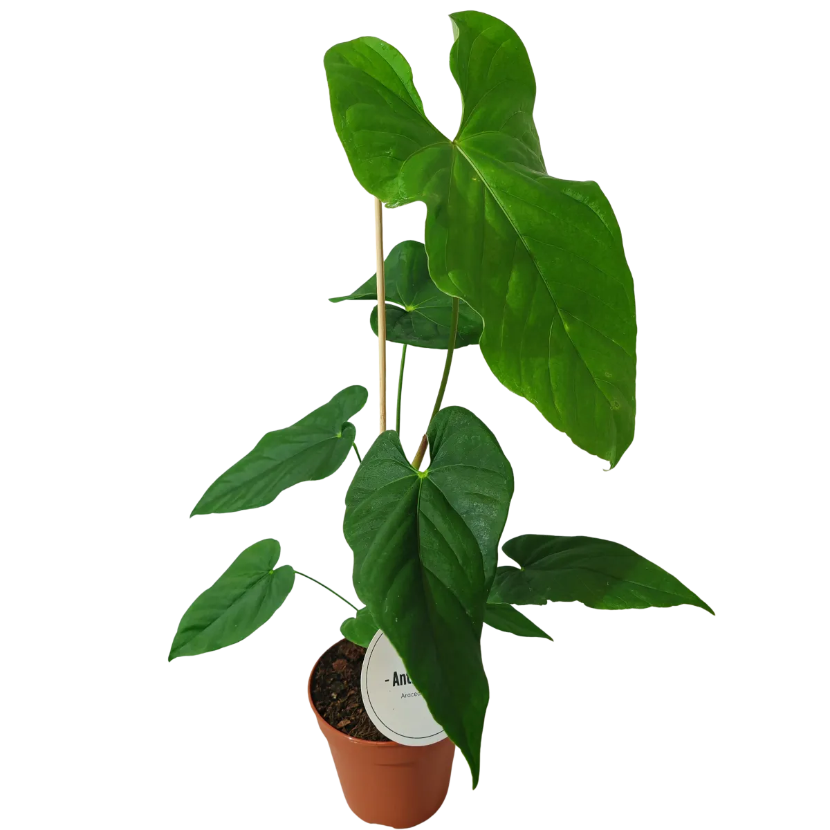 ANTHURIUM BALALOANUM - cover