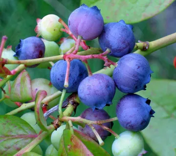 AMELANCHIER A.”Saskatoon”-mong.borovnica - cover