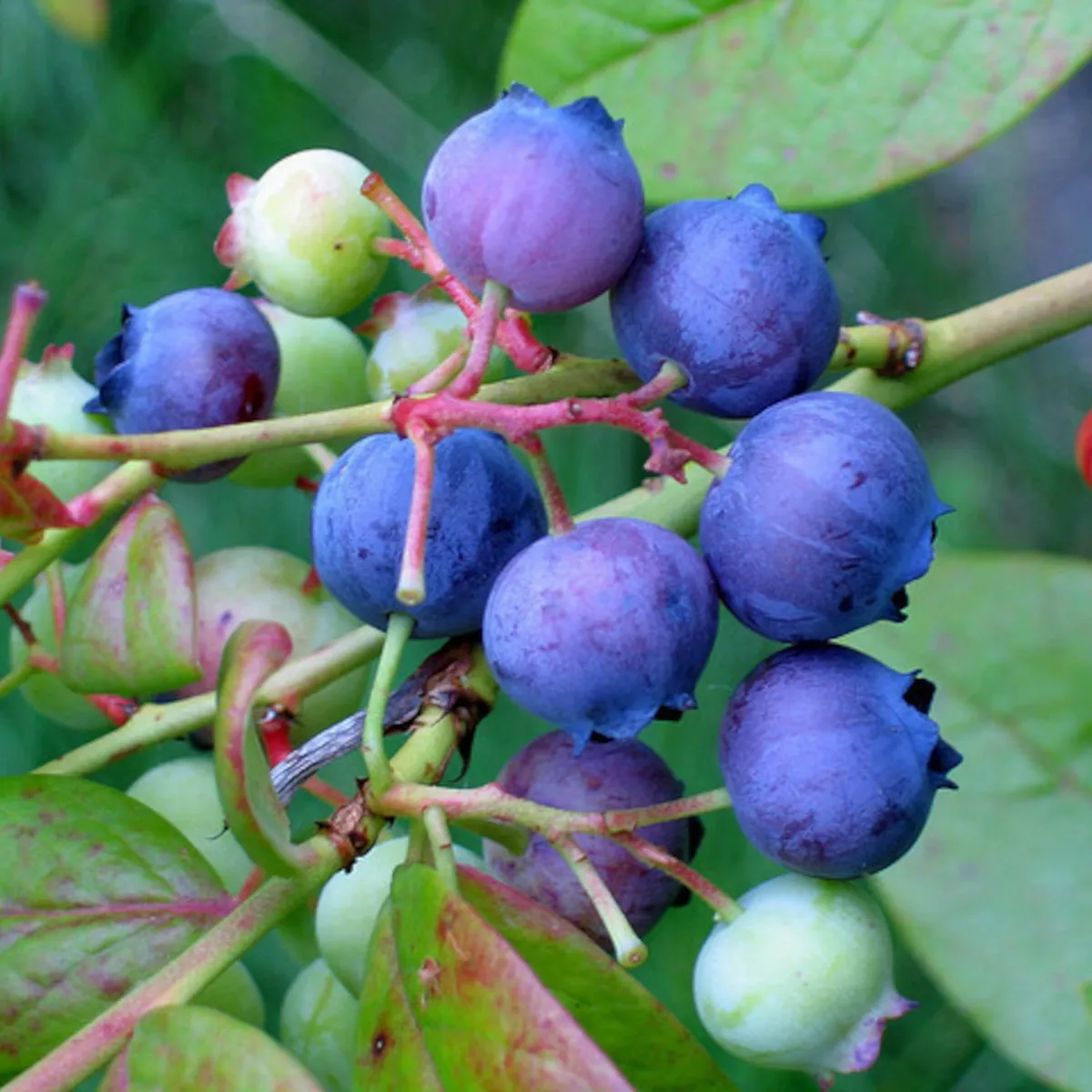 AMELANCHIER A.”Saskatoon”-mong.borovnica - cover