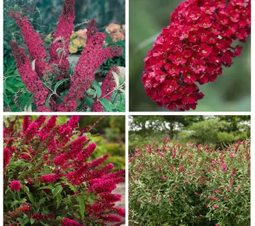 BUDDLEJA DAVIDII “Royal Red” - cover